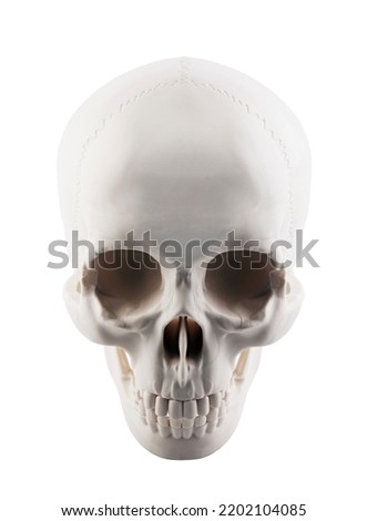 Human skull isolated on white background with clipping path