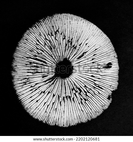 white mushroom spore print on black Royalty-Free Stock Photo #2202120681