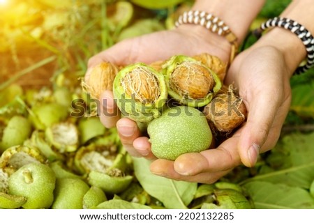 Ripe Walnut with green shell on greenery background in hand. Walnut in green peel. Selective focus Royalty-Free Stock Photo #2202132285