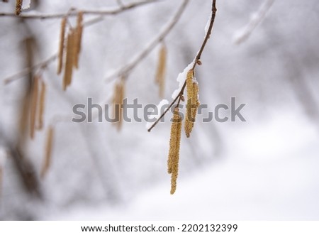 Earrings of alder on the background of white snow. Natural background, copy space, design.