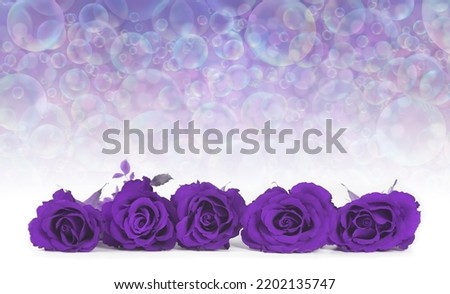  Five Purple roses bubble memo message background - flower heads arranged in a neat row with a bubble filled graduated background providing space for advert, invitation, greeting, spiritual theme text