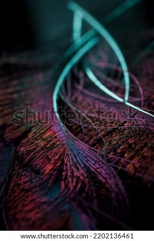 India, 26 August, 2022 : Beautiful and colorful bird feathers abstract lines pattern texture natural background image concept, Beautiful color contrast image concept, white lines, Bright colors.