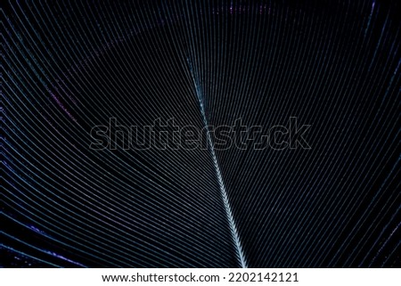 India, 24 July, 2022 : Backside of a peacock feather, Beautiful feather macro abstract lines pattern texture natural background image concept, symmetry design in nature, Natural symmetrical image.