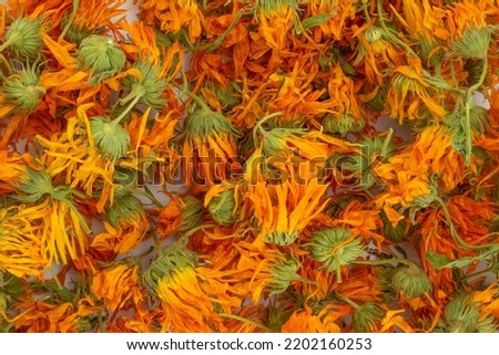 Dry orange calendula officinalis flowers for background with copy space. Scotch marigold is medicinal herbs. Calendula flowers for infusion or cosmetic products. Top view