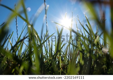 Close-up of green grass against the blue sky and the sun, view from below. Summer meadow. Vacation and rest concept.