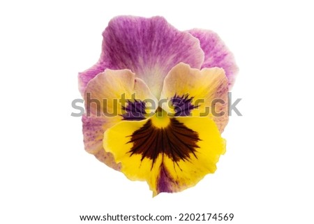 pansies isolated on white background Royalty-Free Stock Photo #2202174569