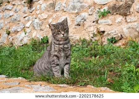 melancholic domestic cat on the leash playing in the garden Royalty-Free Stock Photo #2202178625