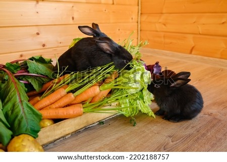 Little black rabbits sit among assorted vegetables and eat them. Fresh farm harvest. Cute pet in healthy vitamin food box. The hare is a symbol of 2023 according to the Chinese calendar. Eco products.