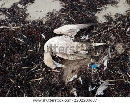 Dead gannet seabird on Seapoint Beach, Termonfeckin, County Louth, Ireland, one of many dead birds on the beach killed from Avian bird flu.  Royalty-Free Stock Photo #2202200687
