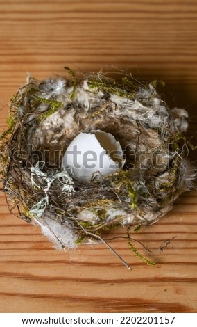A small wild hatched egg and nest on wooden background