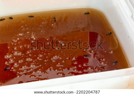 many wasps drowned in honey