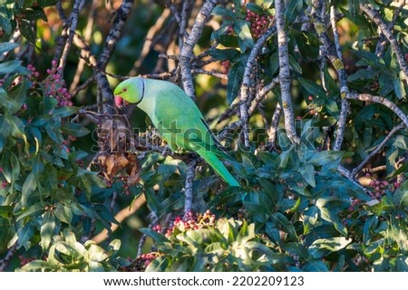 A parrot bird on branch. The rose-ringed parakeet, ring-necked parakeet, medium-sized parrot,Psittacula, Psittacidae.