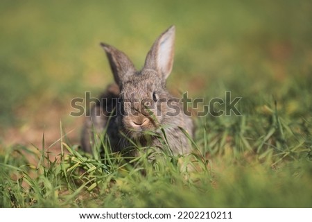 Young fluffy rabbit in the field	

