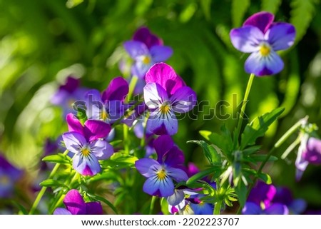 Blossom violet pansy flowers on a green background macro photography. Wildflower with purple petals in springtime close-up photo. Viola flower in a spring day.