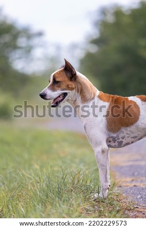 Thai white-brown dog standing on the lawn