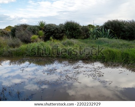 Muddy river with lash grass on its bank