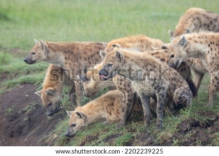 Clan of spotted hyenas on the banks looking while one hyena has tongue out licking its nose in the African bush of Masai Mara game reserve Kenya Royalty-Free Stock Photo #2202239225