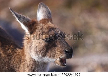 grey kangaroo on the beach in lucky bay, cape le grand national park