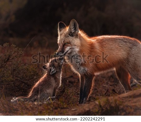 A very touching scene of a fox bending over her cub on the hilly edge of the forest