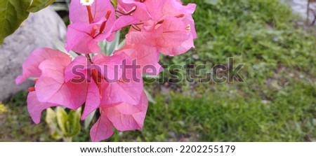 Bougainvillea buttiana is a flowering plant, a hybrid of friends Bougainvillea glabra and Bougainvillea peruviana