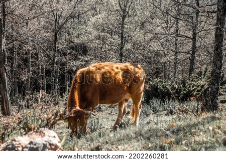 A cow in madrid mountain