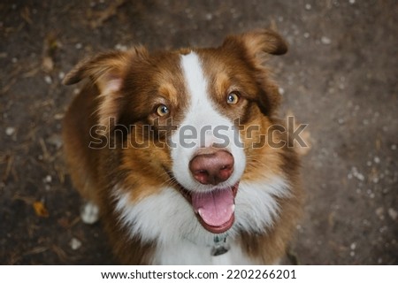 Beautiful young brown happy Australian Shepherd with tongue hanging out portrait close up. View from above. Aussie red tricolor. Cheerful face of pet outside in summer. Dog begs for food. Royalty-Free Stock Photo #2202266201