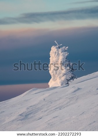 Bright magical bizarre silhouette of fir tree are plastered with snow. Arctic harsh nature. Mystical fairy tale of the winter. Snow covered lonely Christmas fir tree on mountainside.