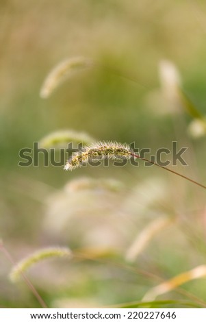 ears of grass on the nature