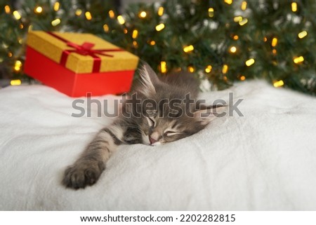 Cat baby striped kitten sleep cute beautiful with a New Year's hat on a gold red background copyspace space for text.