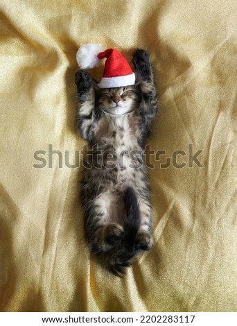 kitten Beautiful with hat on his back on a golden red background raised his paws up the place for the text vertical.