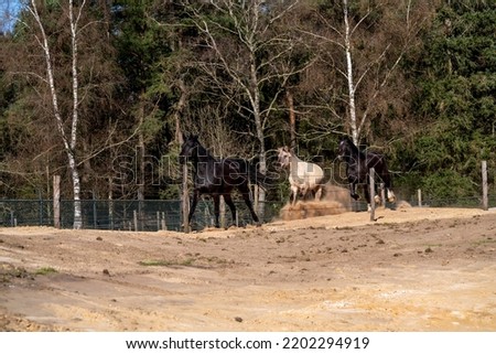 Three horses running in paddock paradise