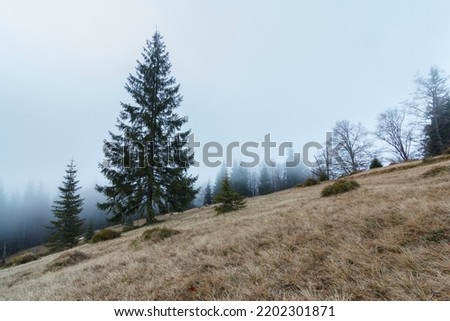 Landscape in the mountains in the fog. Carpathian mountains. The tops of trees sticking out of the fog. High quality photo