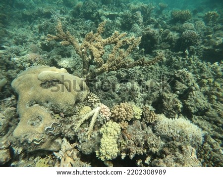 Colorful coral reefs and distinctive shapes in the Red Sea, El Gouna, Hurghada