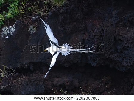 White-tailed tropicbird - Phaethon lepturus - Paille en queue Royalty-Free Stock Photo #2202309807