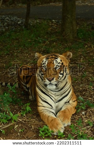 Close-up image of royal bengal tiger. The tiger is sitting in a relax position with its front paws crossed. Image of tiger with soft blur background. Tiger sitting on grass. Image at Bangalore , India