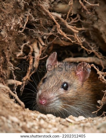 Brown rat looks out of its hole