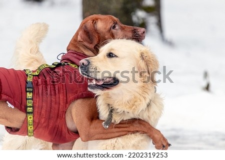 Dogs play and hug in a winter park. Walking dogs in winter