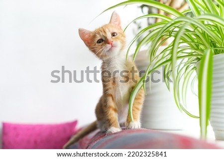 Little cute ginger kitten sitting by window among houseplants. Portrait of beautiful domestic cat looking at camera. Copy space. Royalty-Free Stock Photo #2202325841