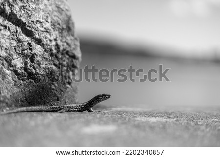 A lizard enjoying the sun