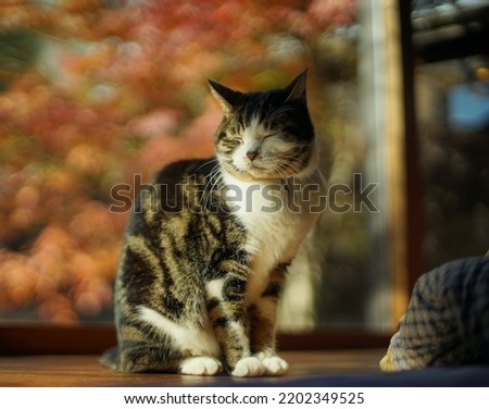 A tabby cat sitting against the background of autumn leaves Royalty-Free Stock Photo #2202349525
