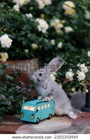 Funny cute bunny sits in flowers on a toy cars. Easter Bunny. Fluffy little gray hare. Animal in the garden at the farm. great picture for a cover with a pet. vacation trip road trip with an animal