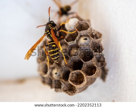 Vespiary. Hornet's nest. Wasp nest with wasps sitting on it. Wasps polist. The nest of a family of wasps which is taken a close-up. Royalty-Free Stock Photo #2202352113