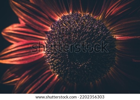 Close up view of red sunflower on black background
