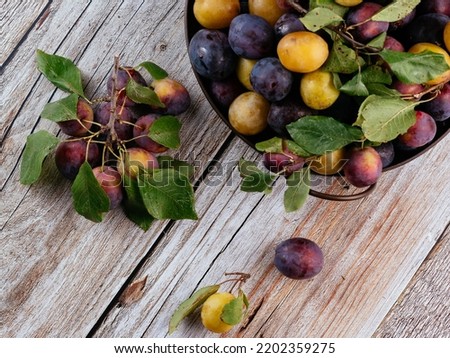 fresh ripe plums on a branch with leaves