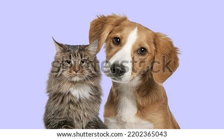Cat and dog together looking at the camera on colored background