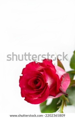Blurred image of a red rose on a white background with a place for writing text.