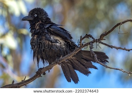 Little Crow in Northern Territory Australia