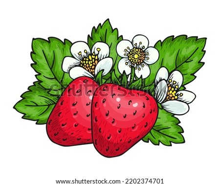 Strawberry bunch of red berries flowers and green leaves. Farm fresh whole ripe berry. Tasty sweet fruit eco food. Juicy strawberries handdrawn clip art isolated on white for farmers market poster