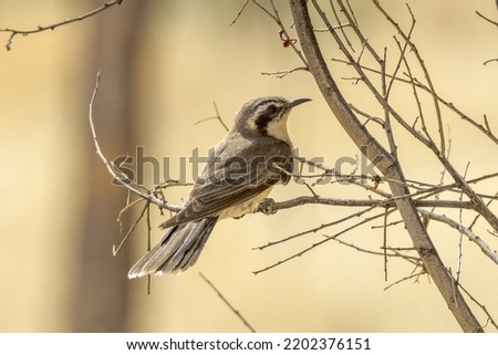 Black-eared Cuckoo in Northern Territory Australia Royalty-Free Stock Photo #2202376151
