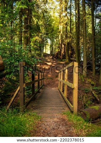Landscape photography of forest, pathway, bridge